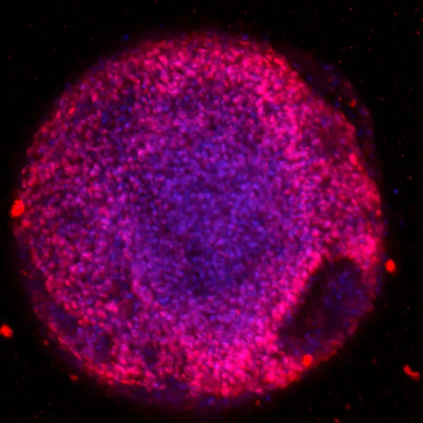 Bioprinted neural and pancreas tissues